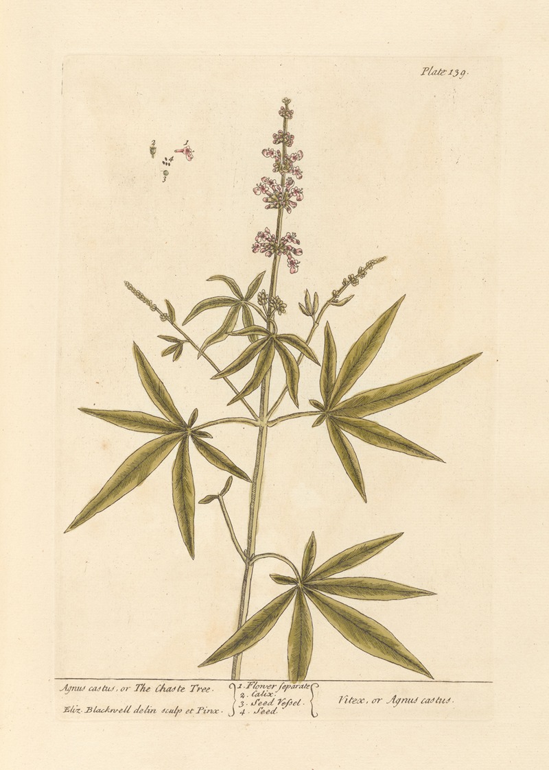 Elizabeth Blackwell - Agnus castus, or the chaste tree