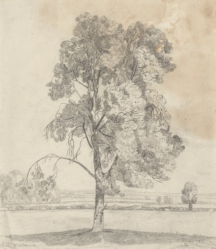John Sell Cotman - Study of a tree