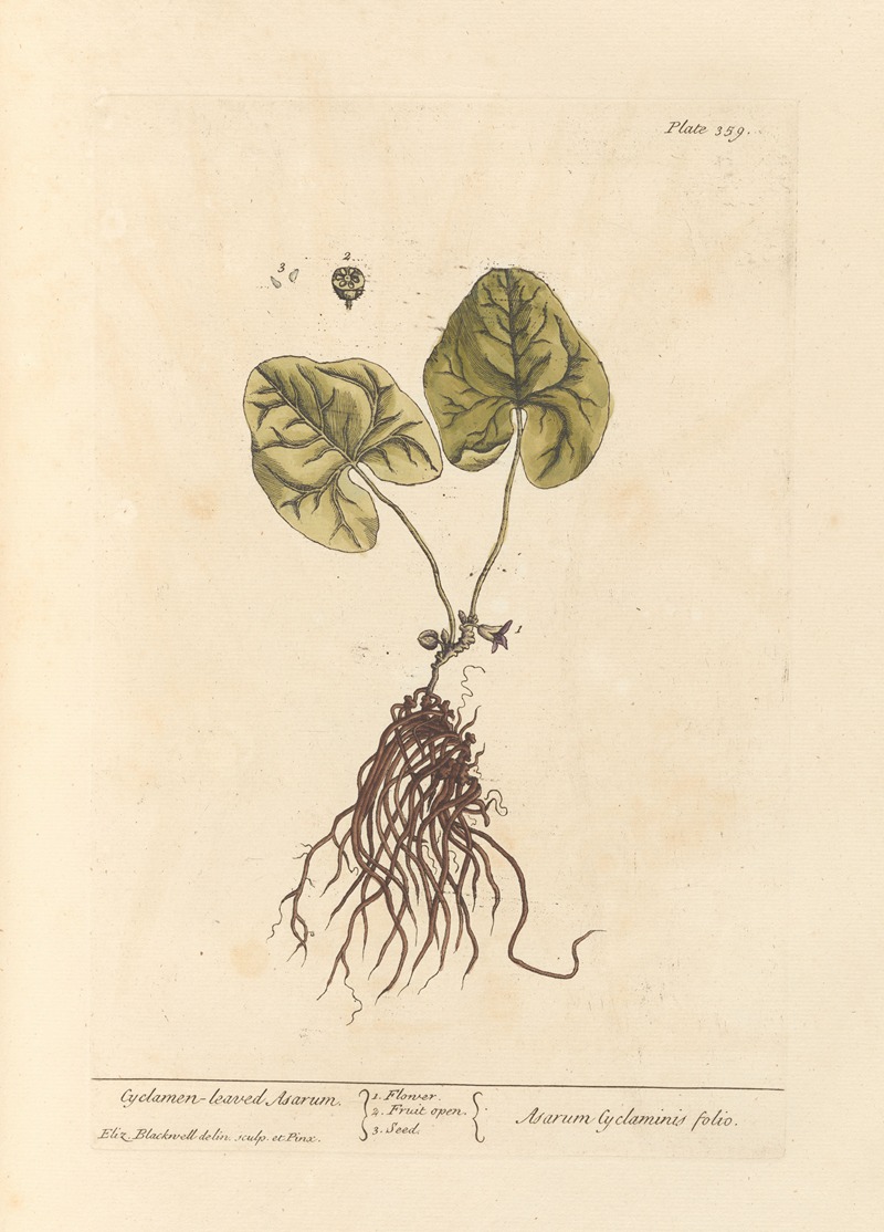 Elizabeth Blackwell - Cyclamen-leaved asarum