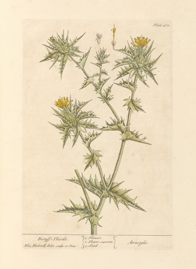 Elizabeth Blackwell - Distaff thistle