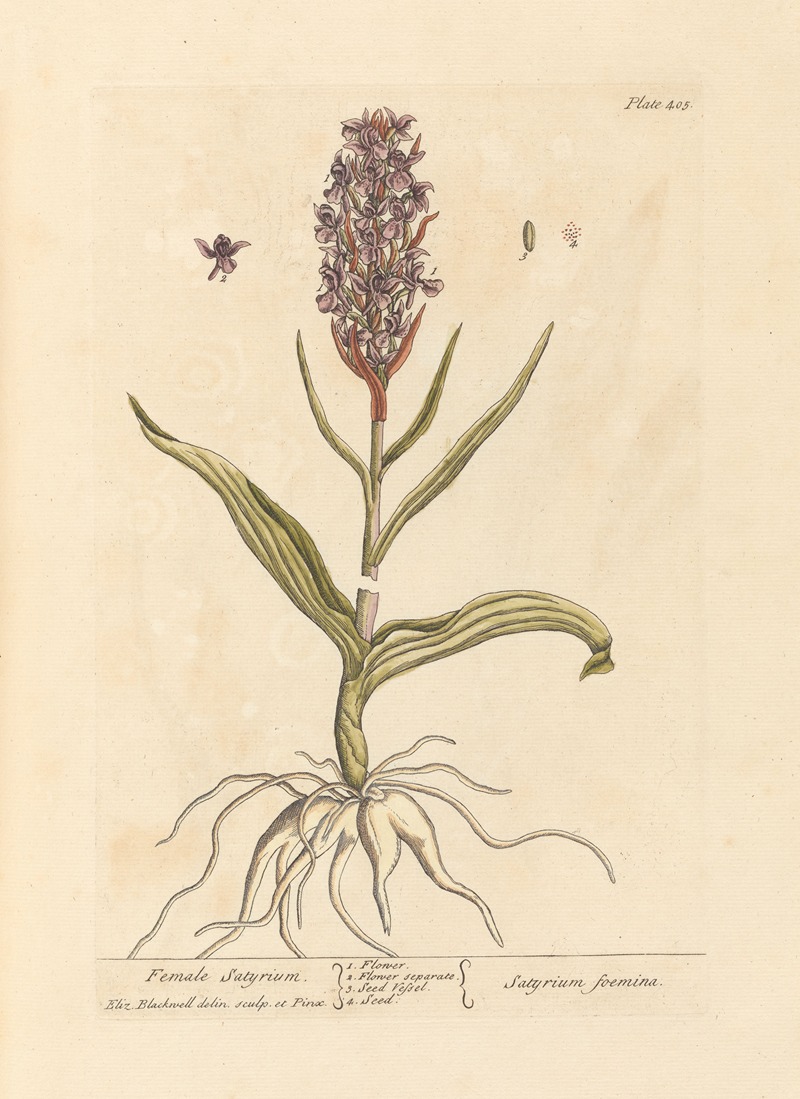 Elizabeth Blackwell - Female satyrium