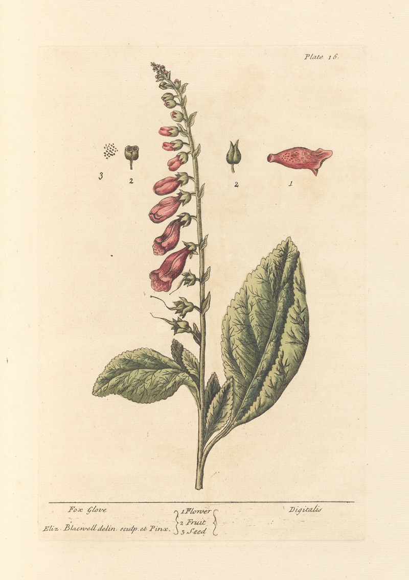 Elizabeth Blackwell - Fox glove