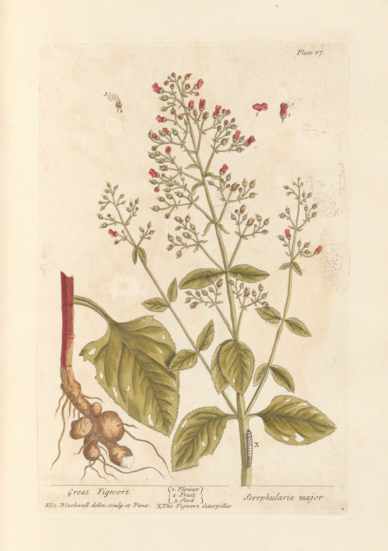 Elizabeth Blackwell - Great figwort