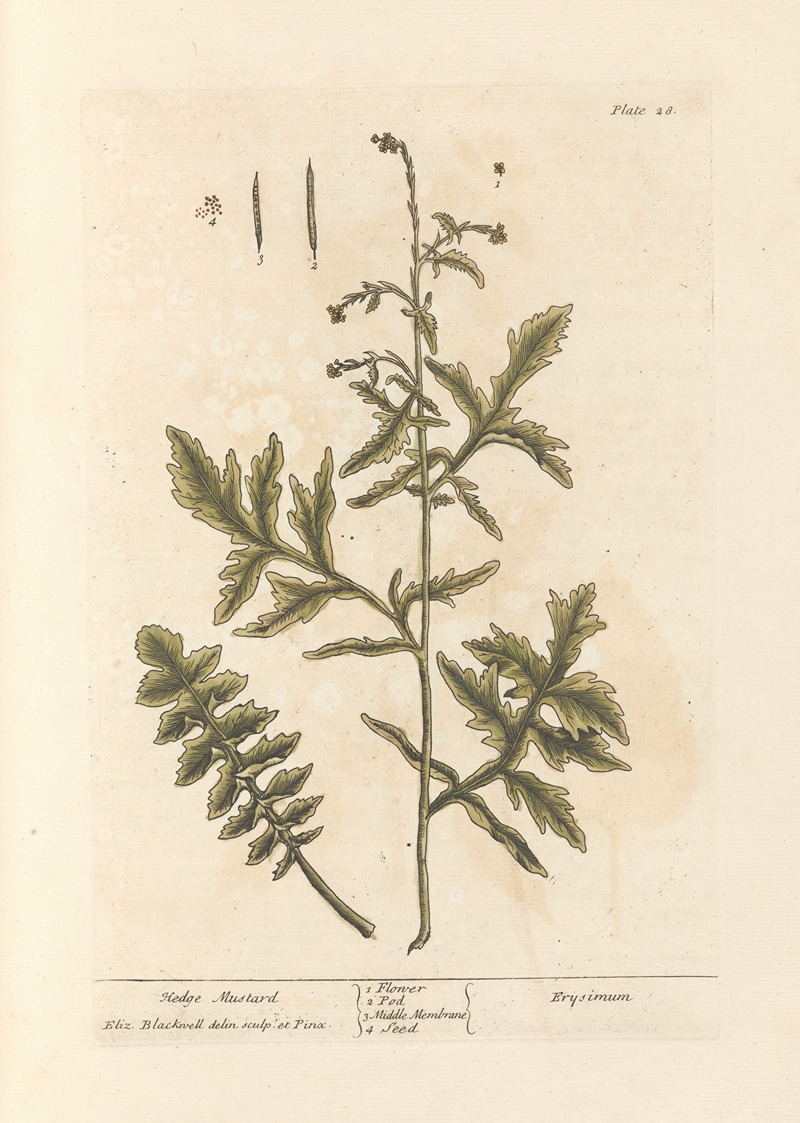 Elizabeth Blackwell - Hedge mustard