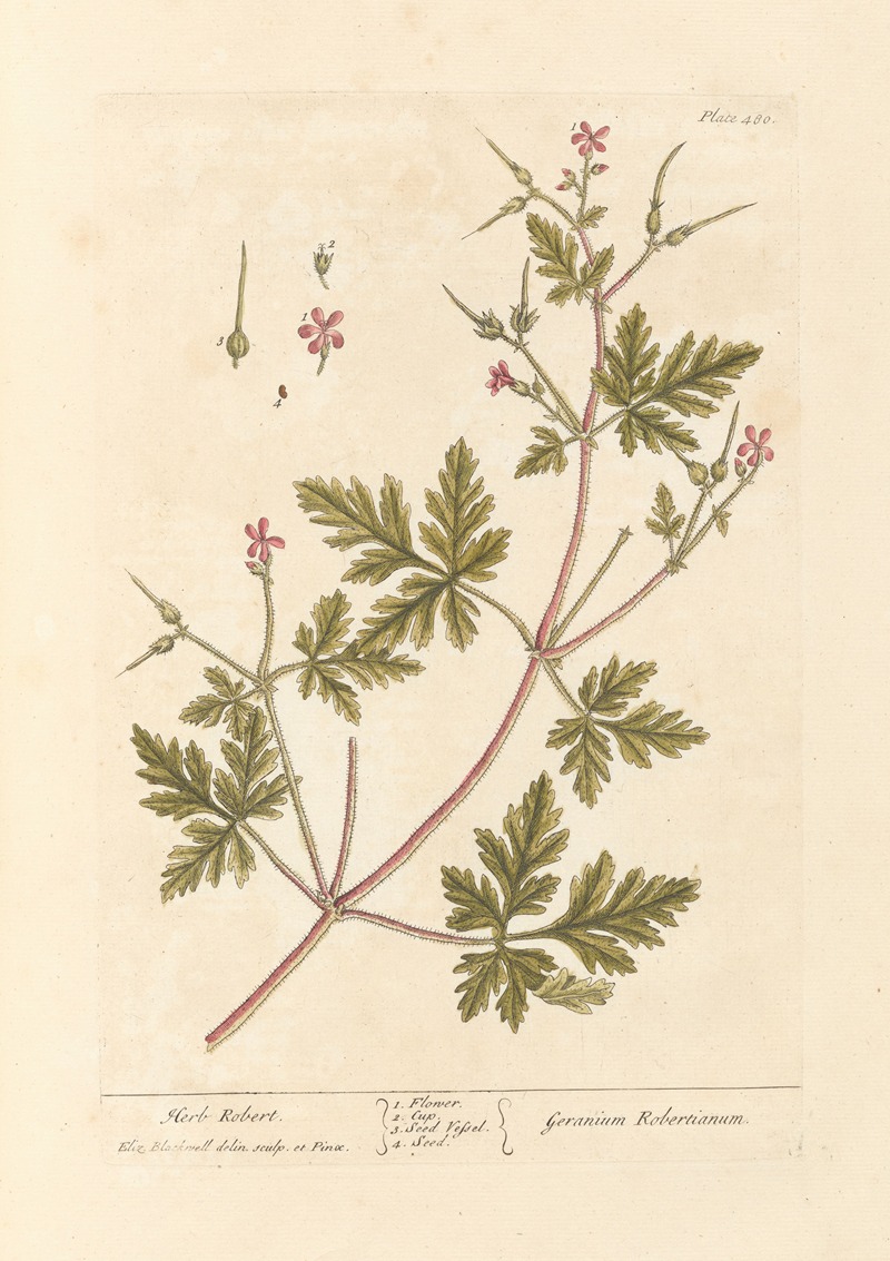 Elizabeth Blackwell - Herb Robert