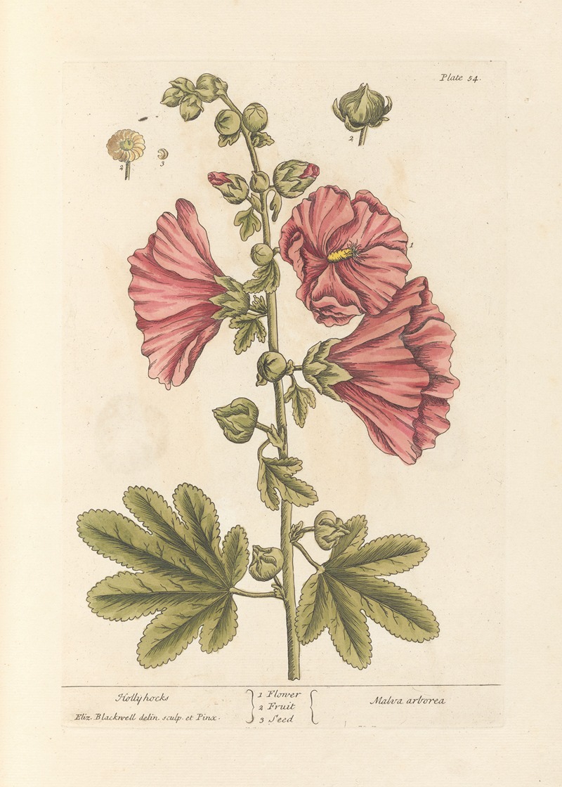 Elizabeth Blackwell - Hollyhocks