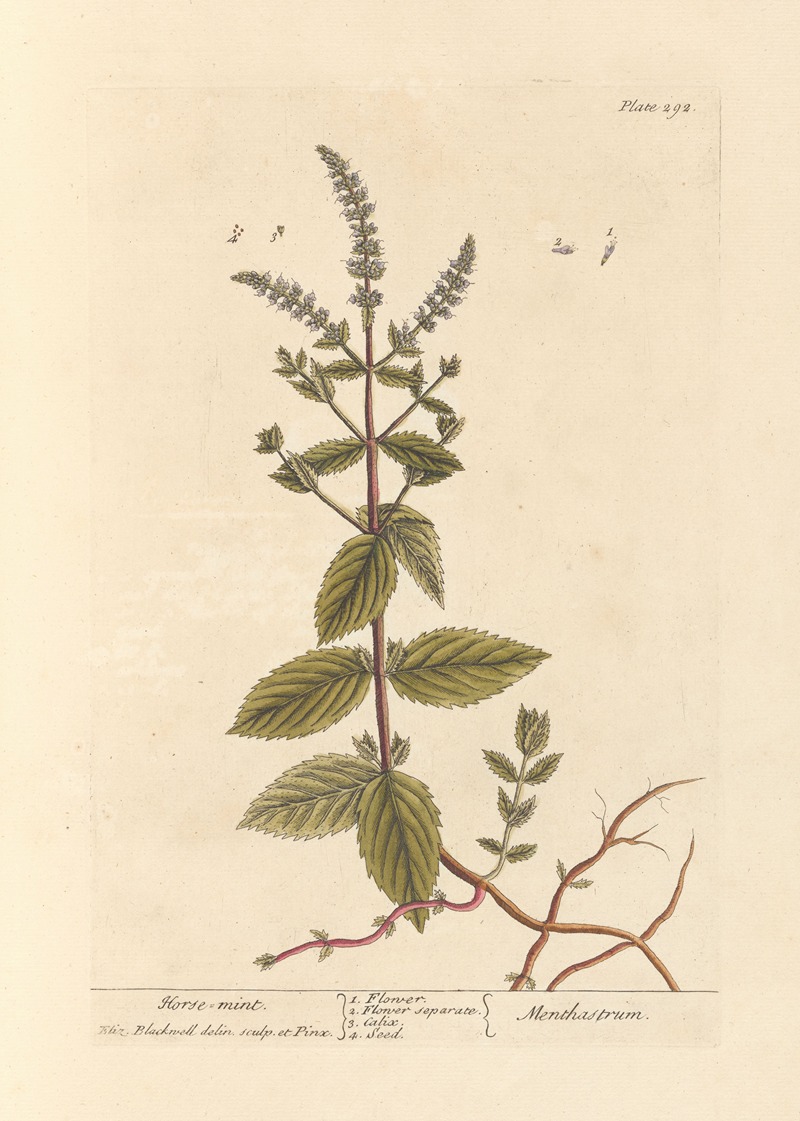 Elizabeth Blackwell - Horse mint