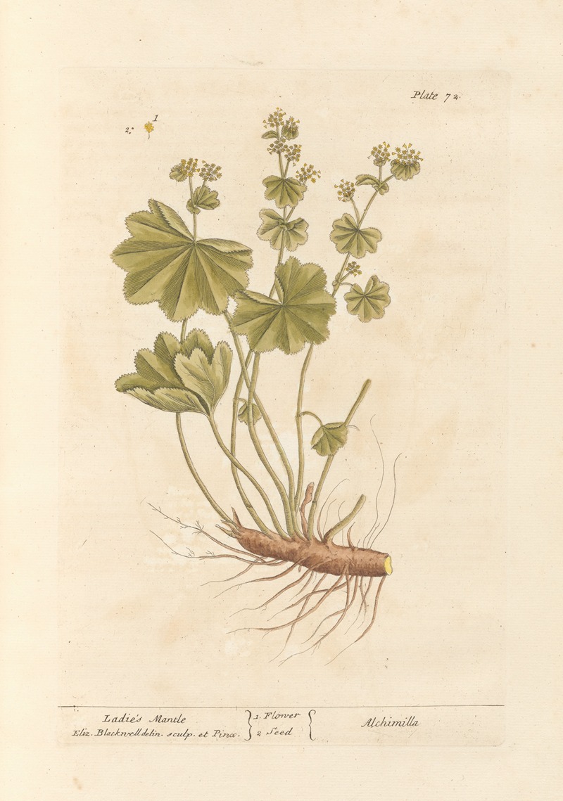 Elizabeth Blackwell - Ladies mantle