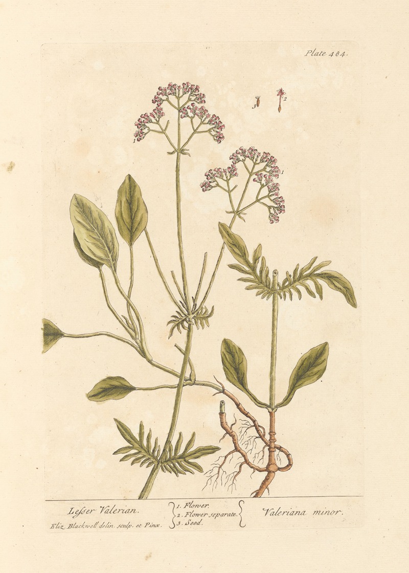 Elizabeth Blackwell - Lesser valerian