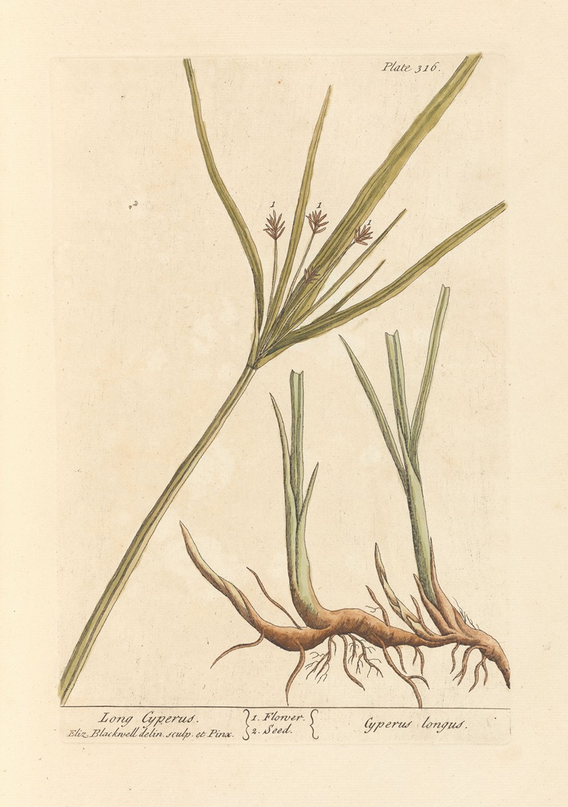 Elizabeth Blackwell - Long cyperus