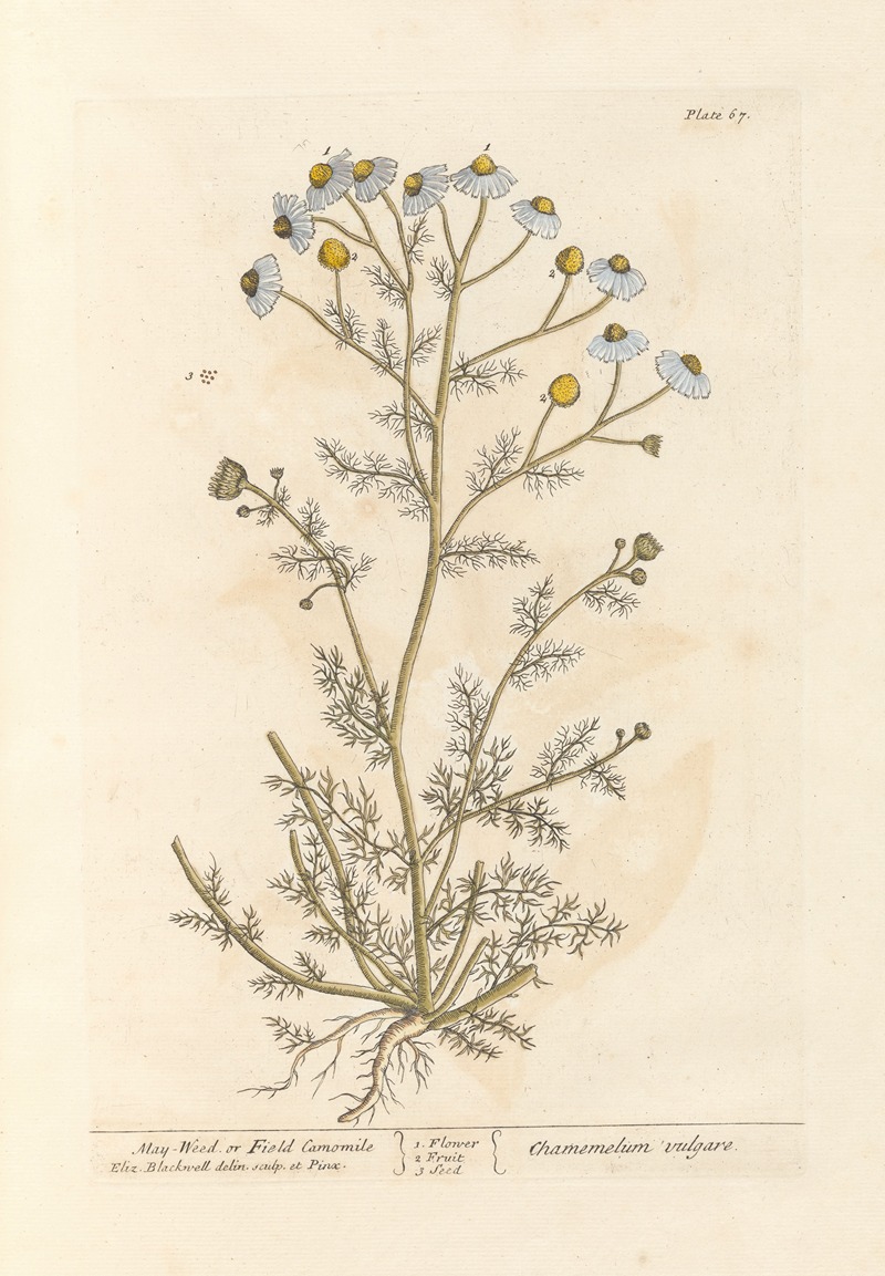 Elizabeth Blackwell - May-weed or faetid camomile