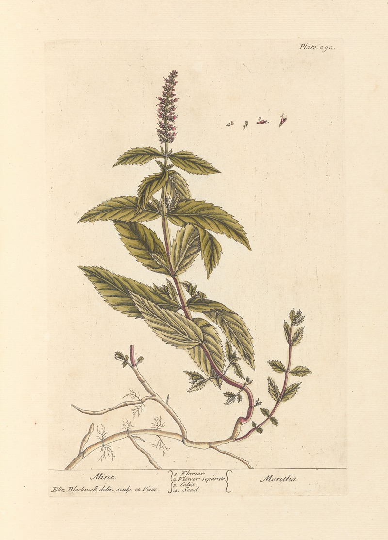 Elizabeth Blackwell - Mint