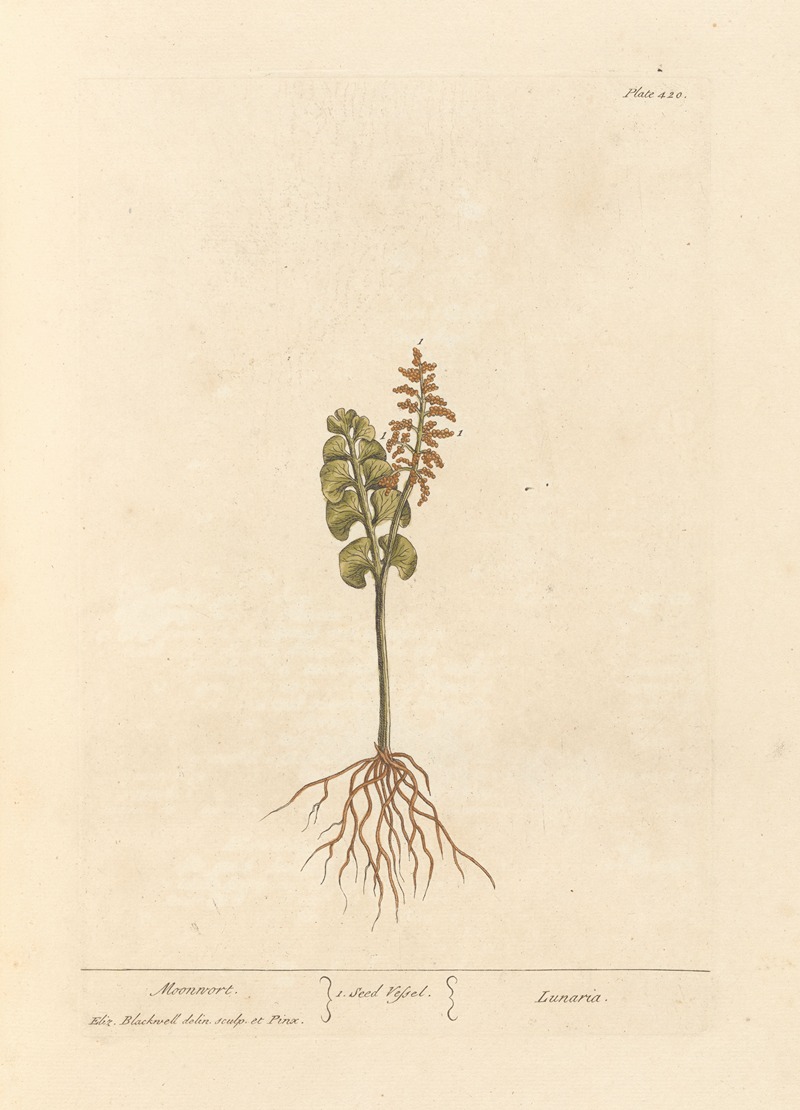 Elizabeth Blackwell - Moonwort