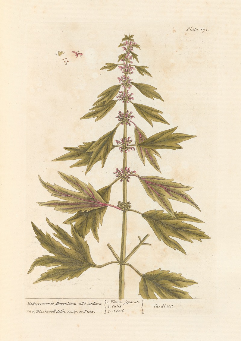 Elizabeth Blackwell - Motherwort or marrubium