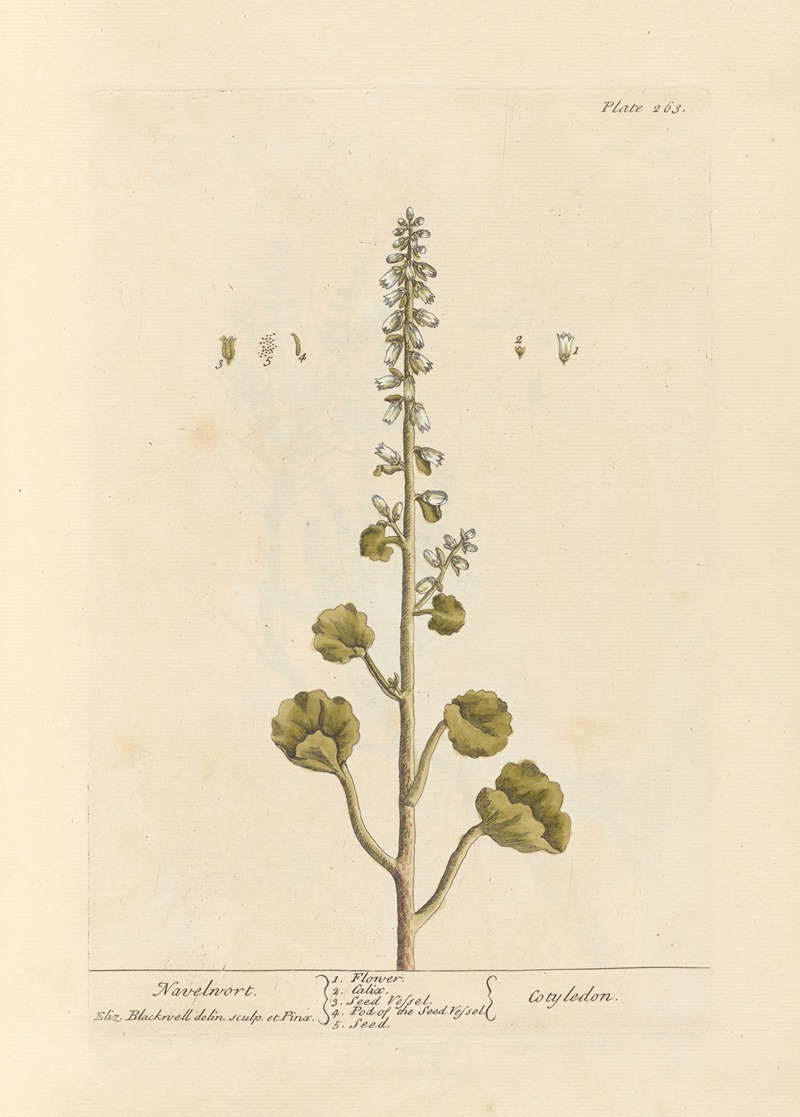 Elizabeth Blackwell - Navelwort