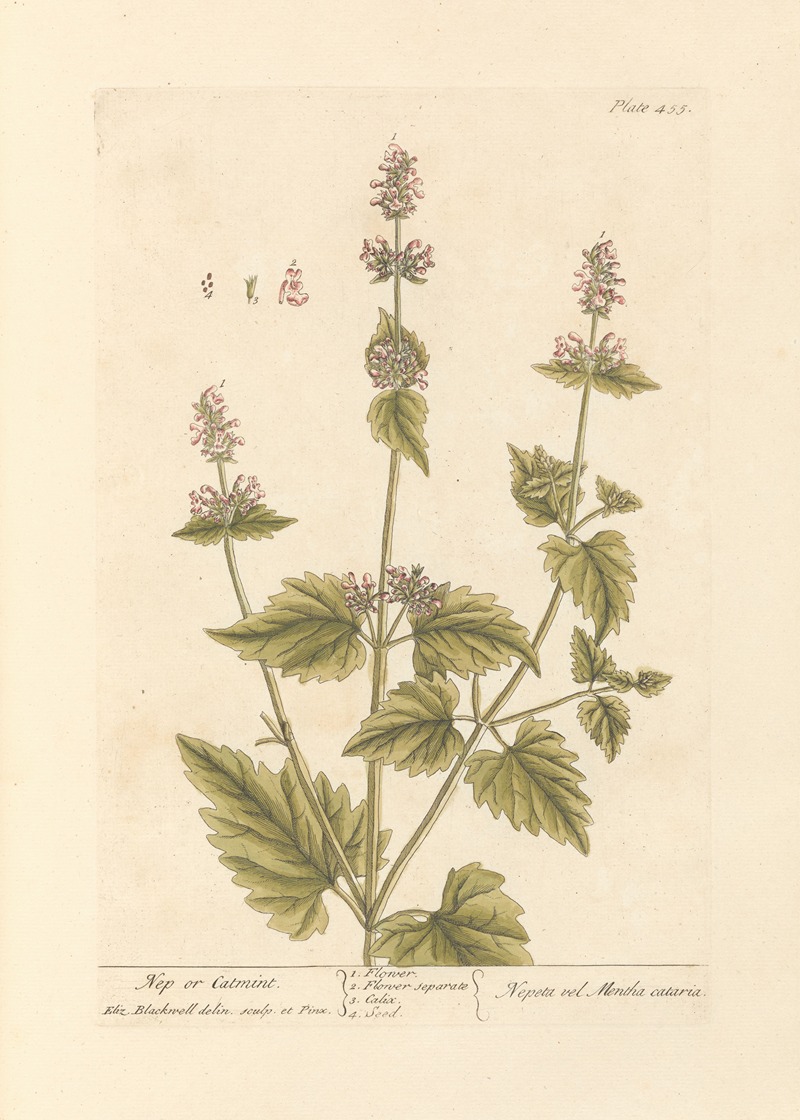 Elizabeth Blackwell - Nep or catmint
