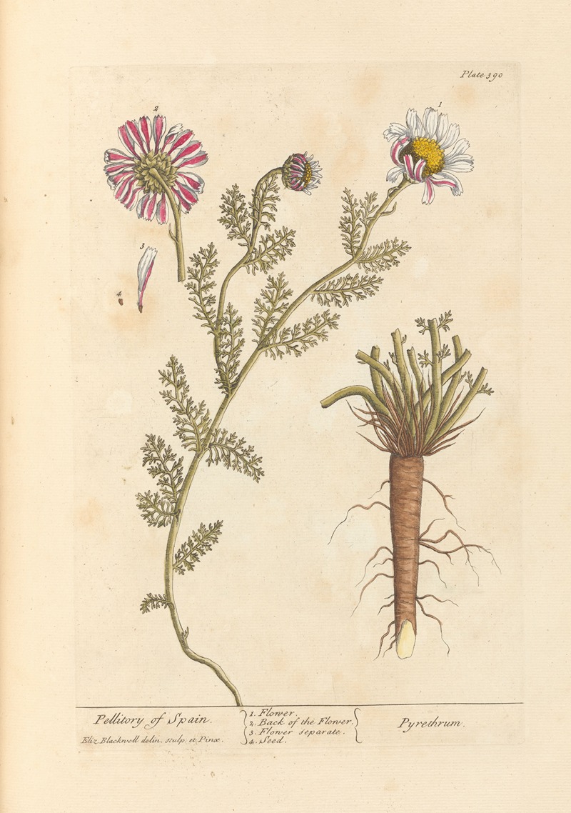 Elizabeth Blackwell - Pellitory of Spain