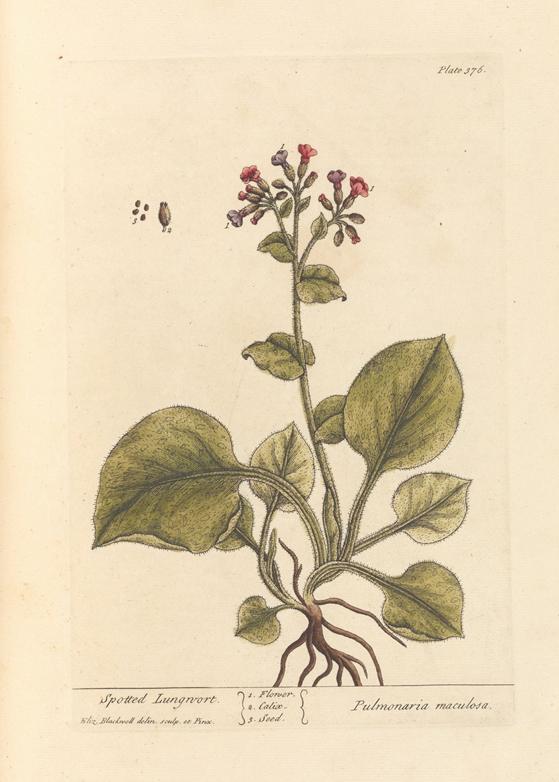Elizabeth Blackwell - Spotted lungwort