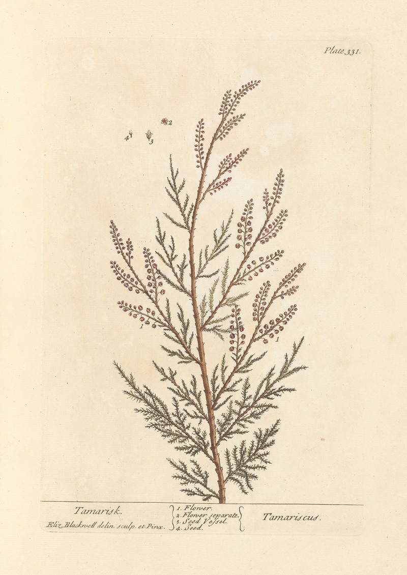 Elizabeth Blackwell - Tamarisk