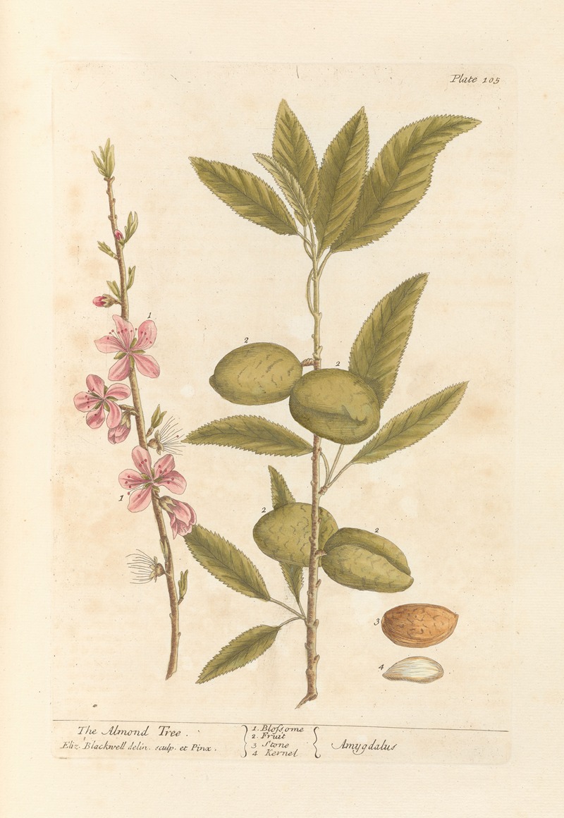 Elizabeth Blackwell - The almond tree