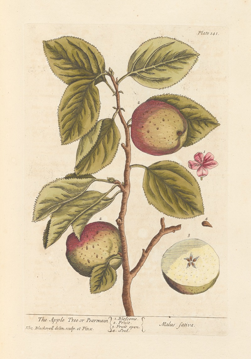 Elizabeth Blackwell - The apple tree or pearmain