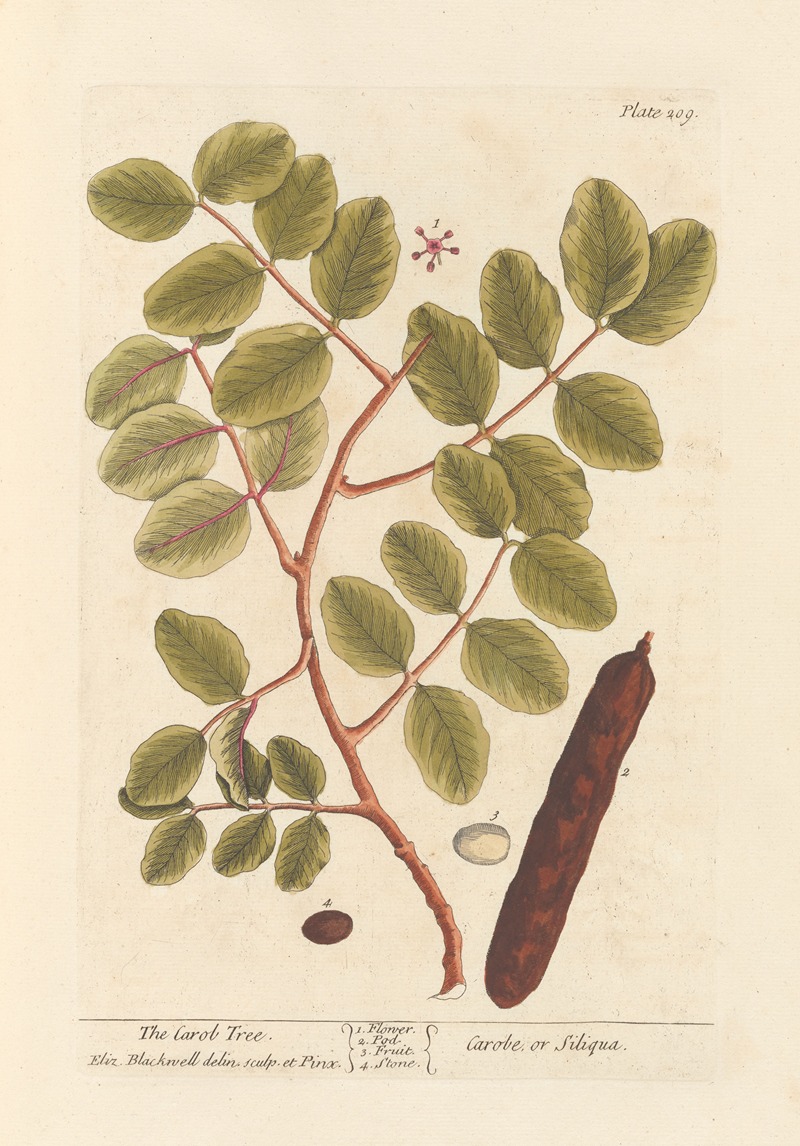 Elizabeth Blackwell - The carob tree