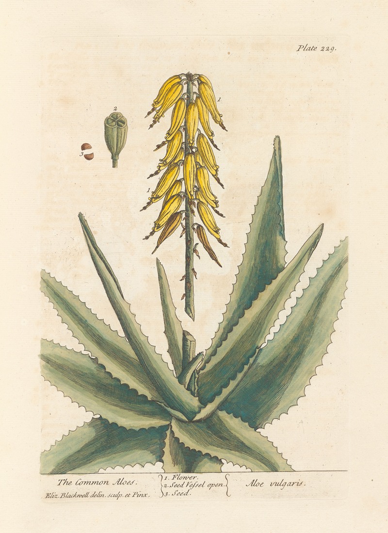 Elizabeth Blackwell - The common aloes