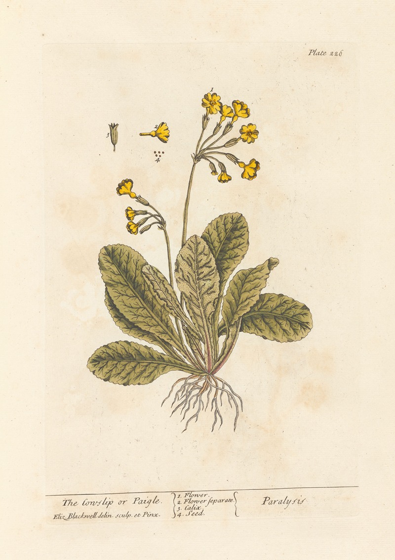 Elizabeth Blackwell - The cowslip or paigle