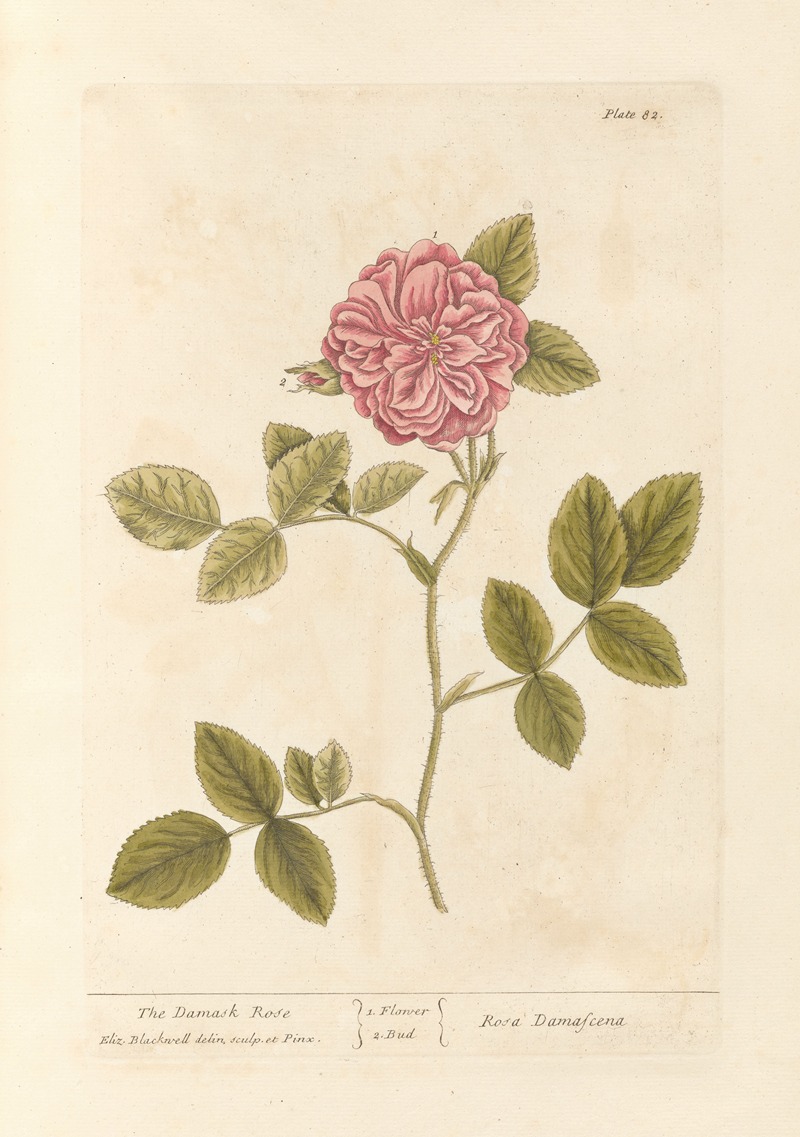 Elizabeth Blackwell - The damask rose