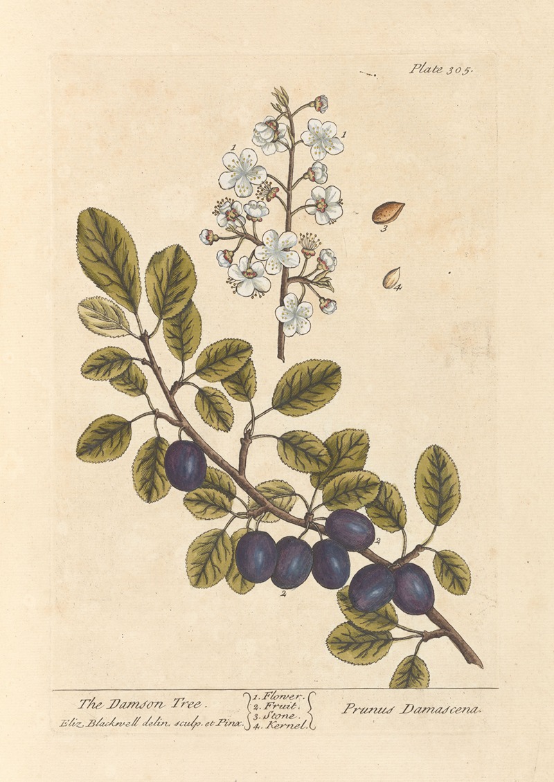 Elizabeth Blackwell - The damson tree