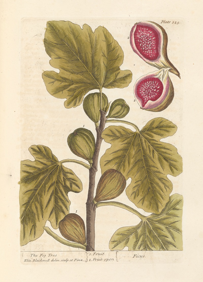 Elizabeth Blackwell - The fig tree