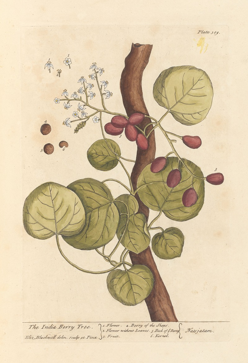 Elizabeth Blackwell - The India berry tree
