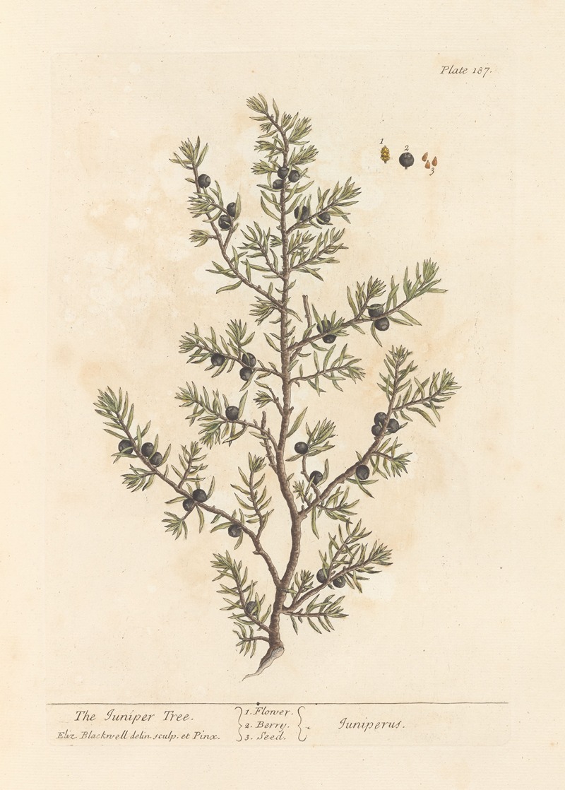 Elizabeth Blackwell - The juniper tree