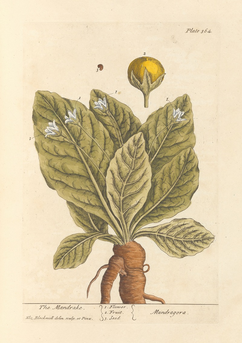 Elizabeth Blackwell - The mandrake