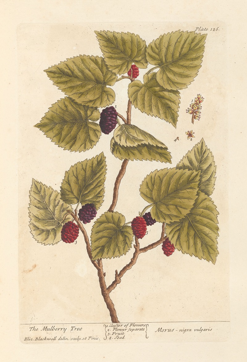 Elizabeth Blackwell - The mulberry tree