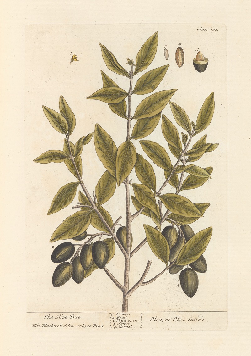 Elizabeth Blackwell - The olive tree