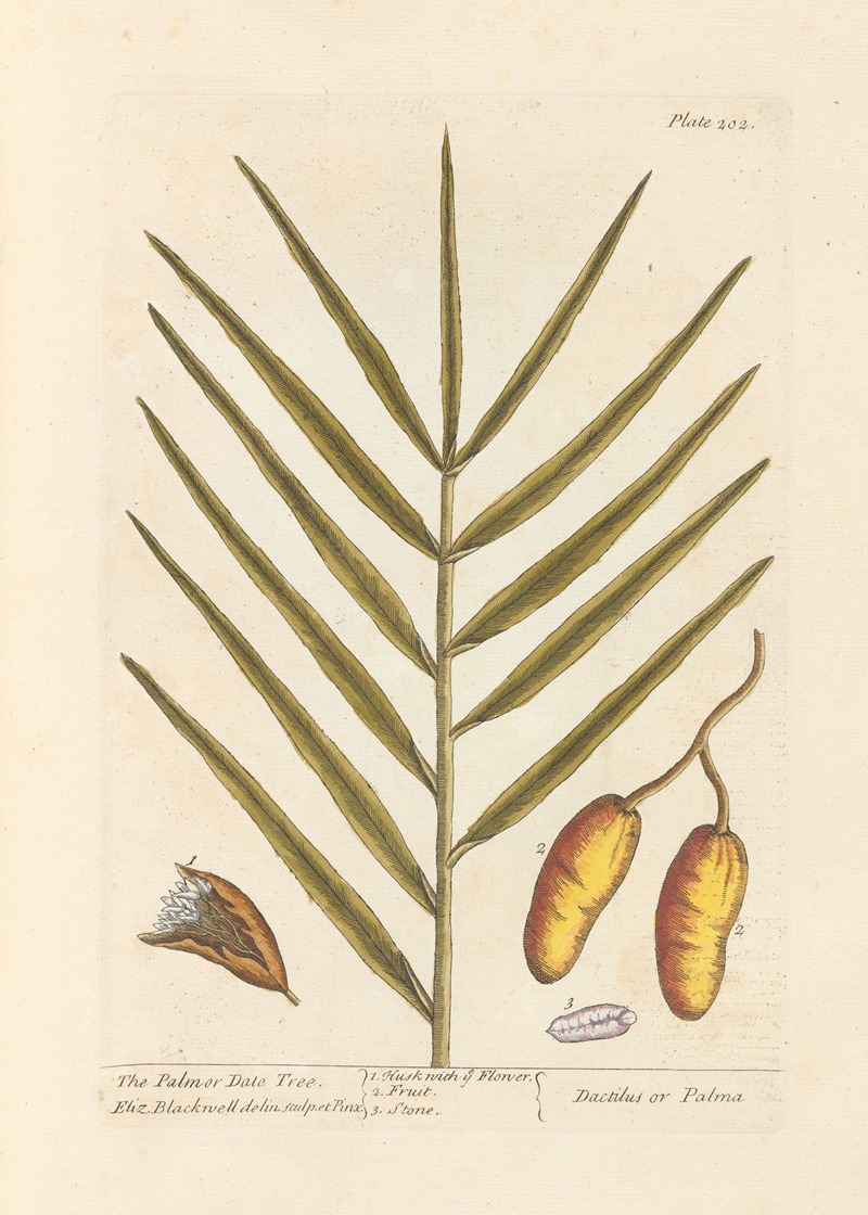 Elizabeth Blackwell - The palm or date tree