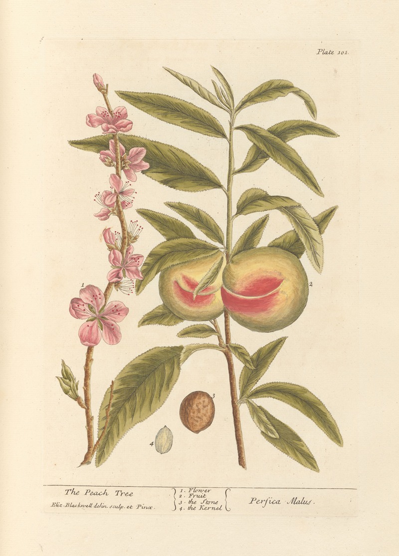 Elizabeth Blackwell - The peach tree