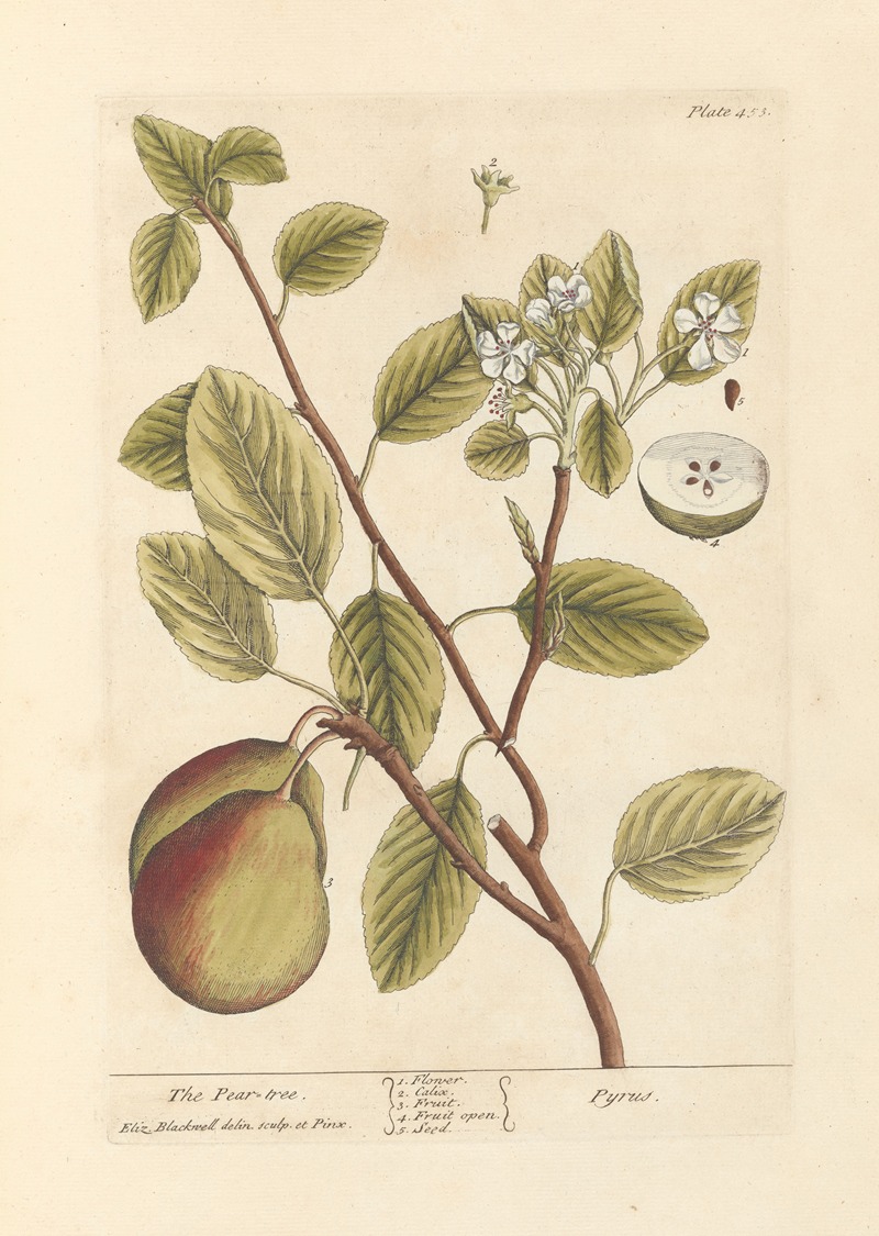 Elizabeth Blackwell - The pear tree