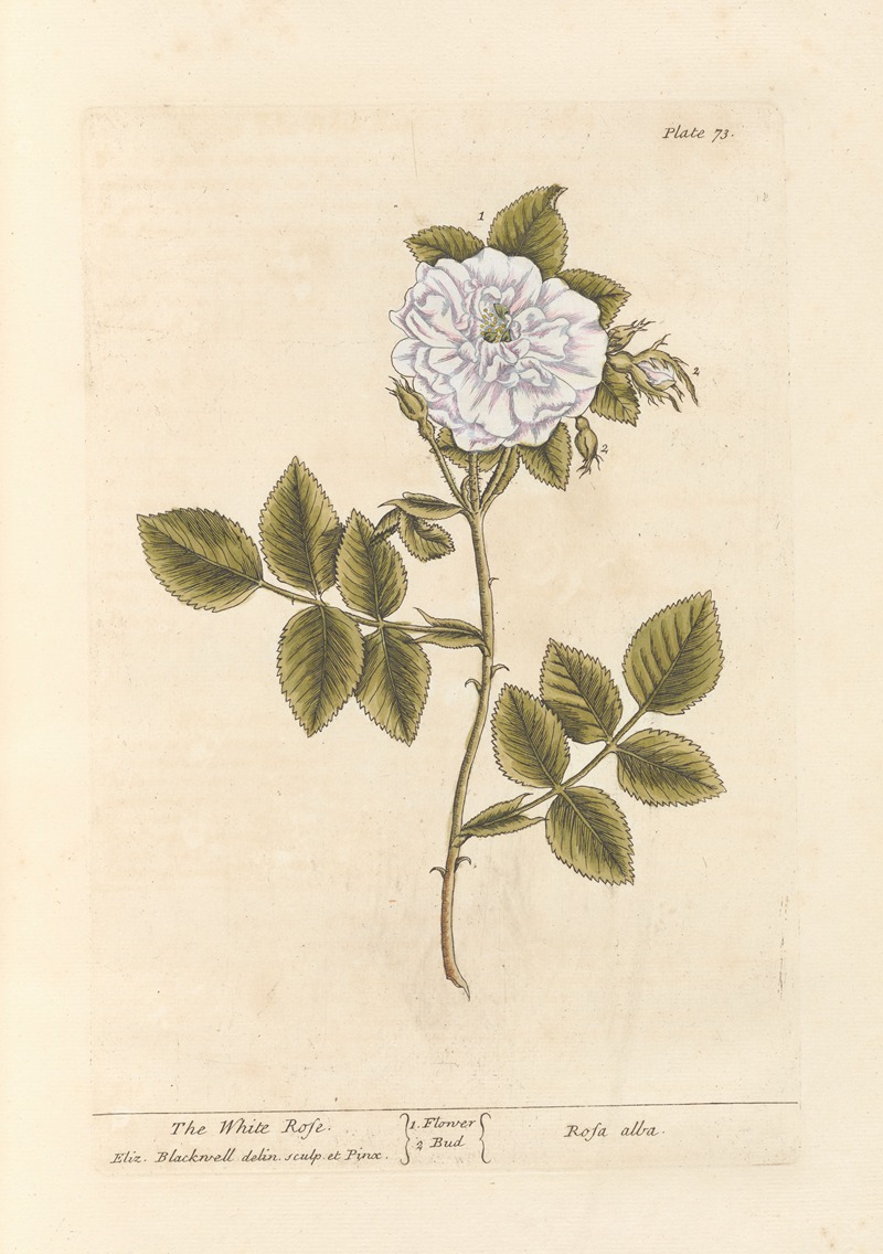 Elizabeth Blackwell - The white rose