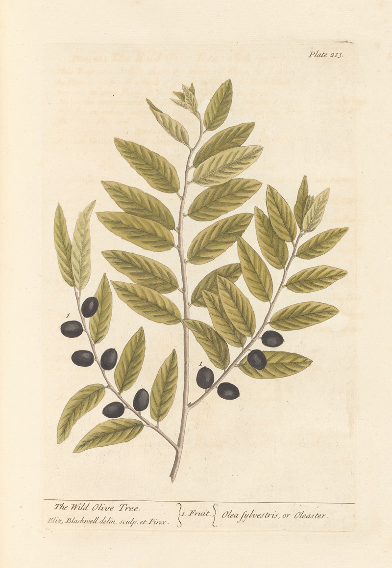 Elizabeth Blackwell - The wild olive tree