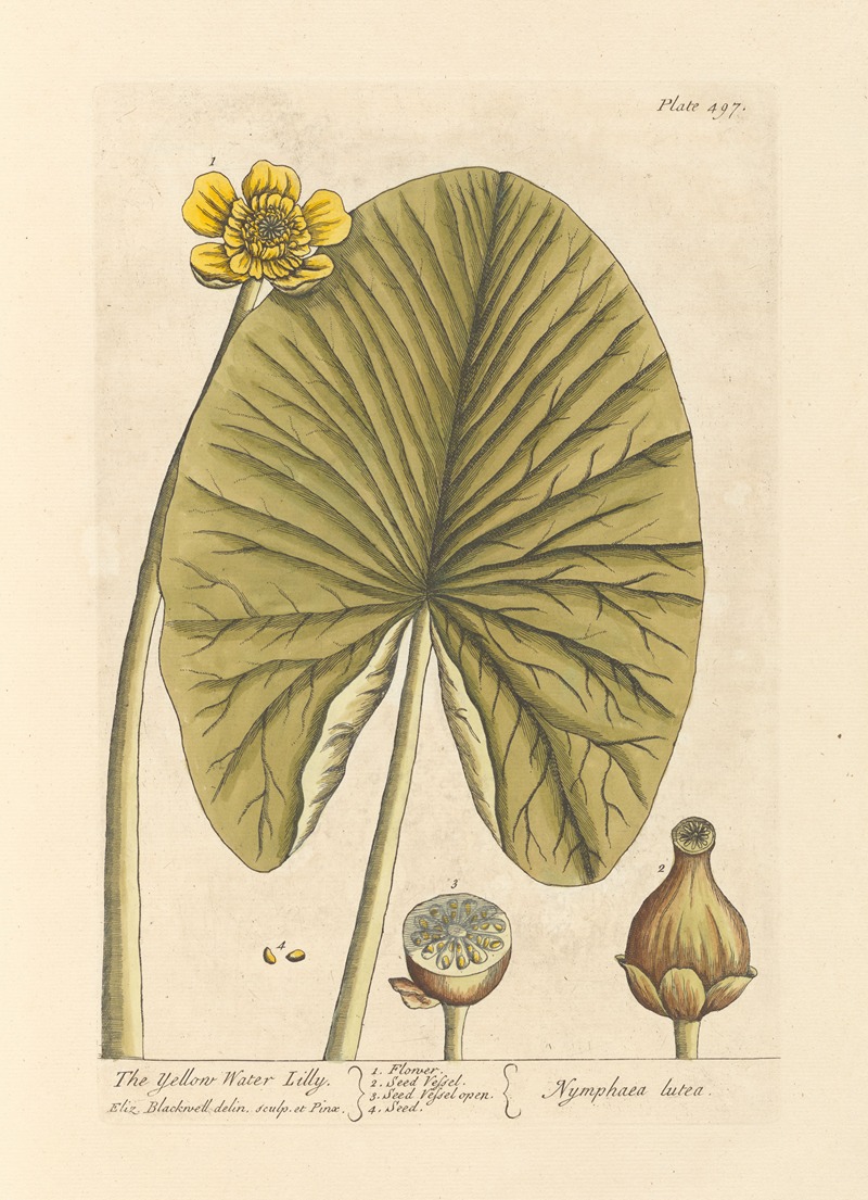 Elizabeth Blackwell - The yellow water lilly