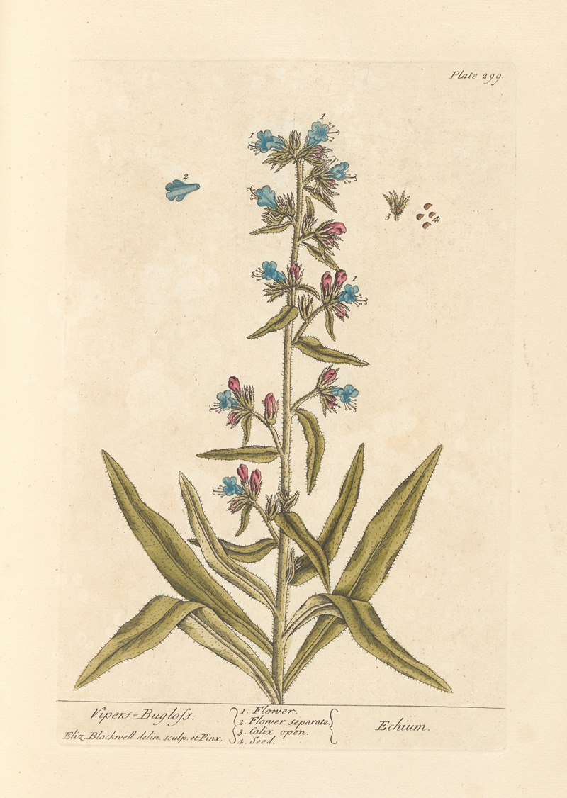 Elizabeth Blackwell - Vipers bugloss