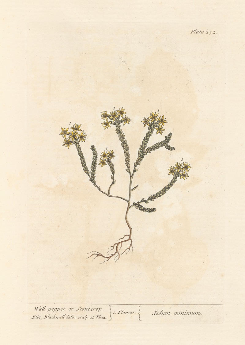 Elizabeth Blackwell - Wall-pepper or stonecrop