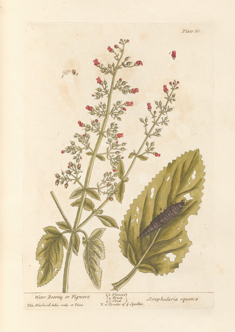 Elizabeth Blackwell - Water betony or figwort