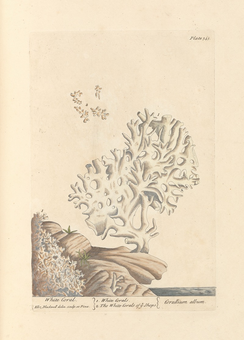 Elizabeth Blackwell - White coral