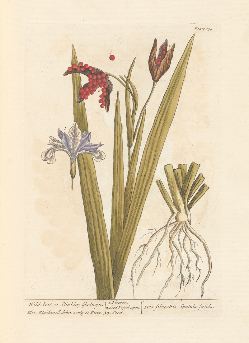 Elizabeth Blackwell - Wild iris or stinking gladwyn