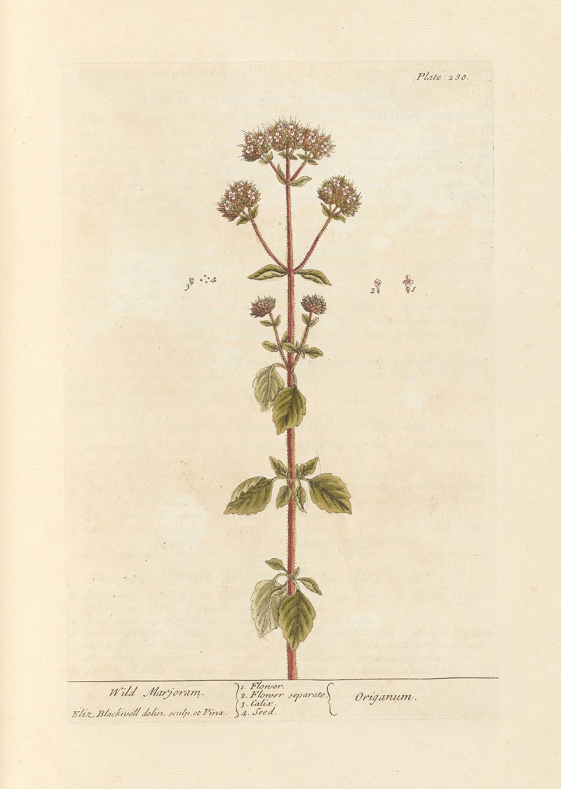 Elizabeth Blackwell - Wild marjoram