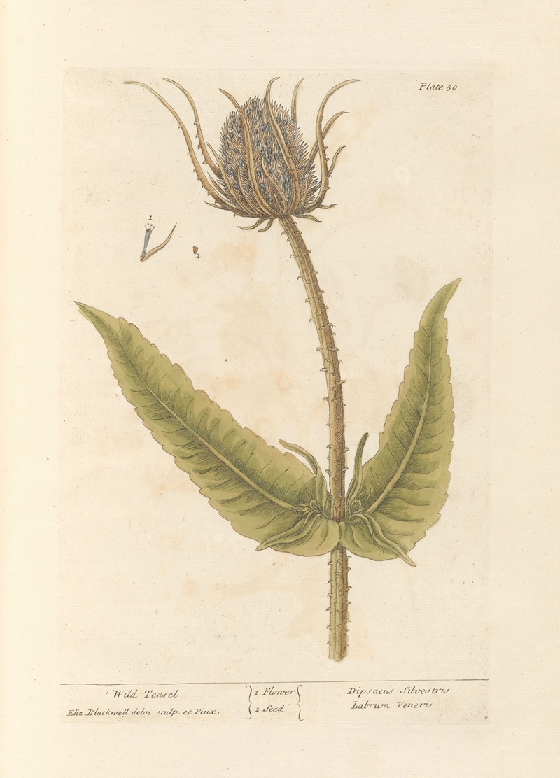 Elizabeth Blackwell - Wild teasel