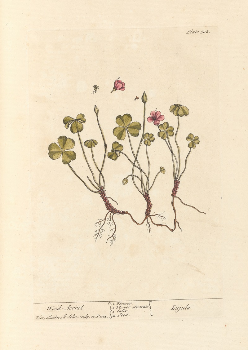 Elizabeth Blackwell - Wood sorrel